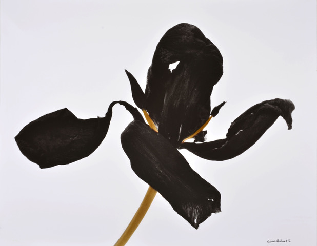 Tulipe, 1980 © Denis Brihat 